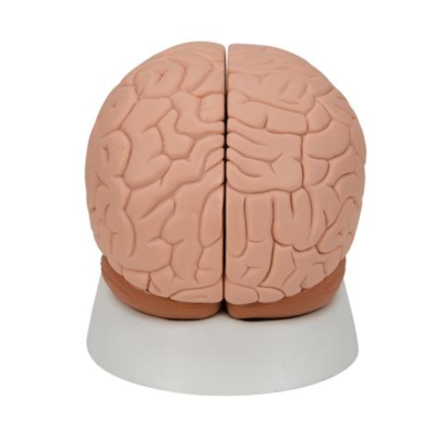 Modèle de cerveau en 2 parties - 3B Smart Anatomy