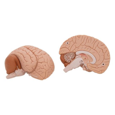 Modèle de cerveau en 2 parties - 3B Smart Anatomy