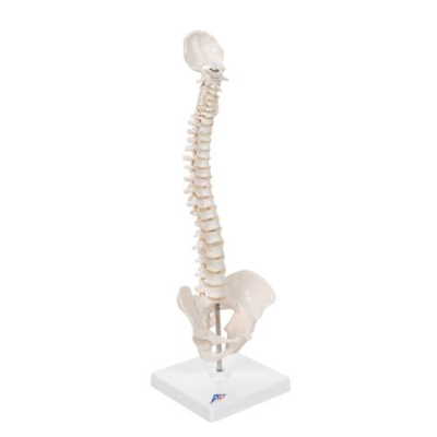 Colonne vertébrale miniature élastique