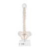 Colonne vertébrale miniature élastique