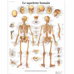 Le squelette humain