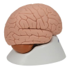 Modèle de cerveau en 2 parties - 3B Smart Anatomy