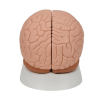 Modèle de cerveau en 2 parties - 3B Smart Anatomy